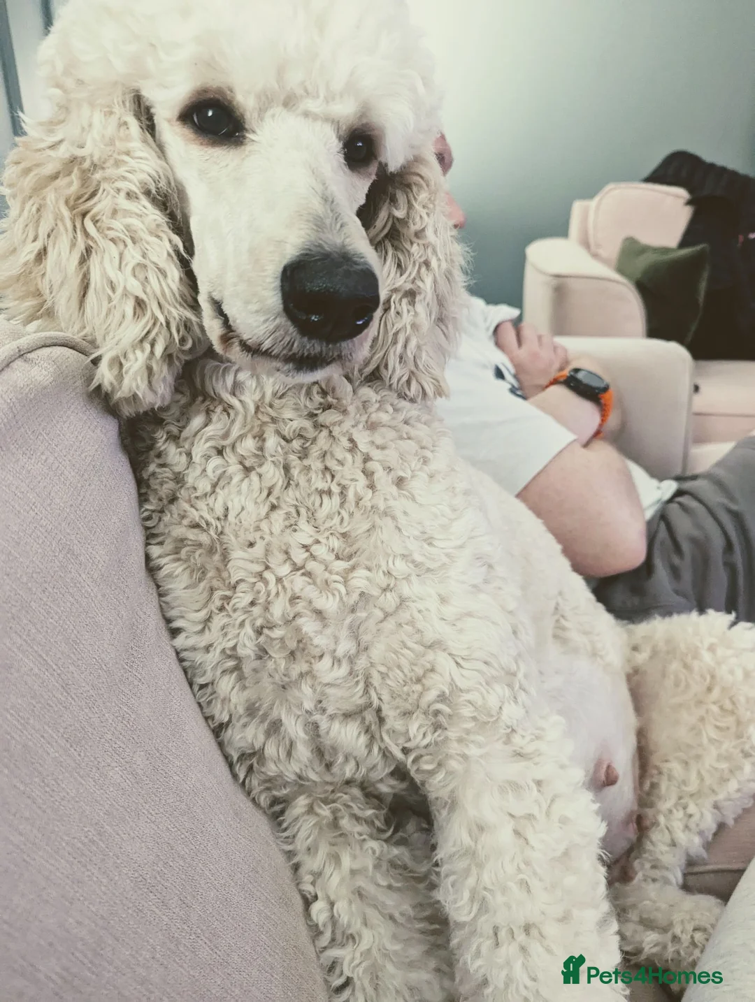 Standard Poodle dogs for sale: Beautiful Loving Girl  - Advert 1
