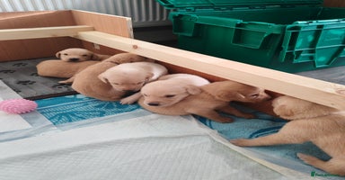 Labrador Retriever dogs - Advert 8