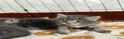 Mixed Breed cats for sale: British Short & Grey Tabby kittens - Advert 10