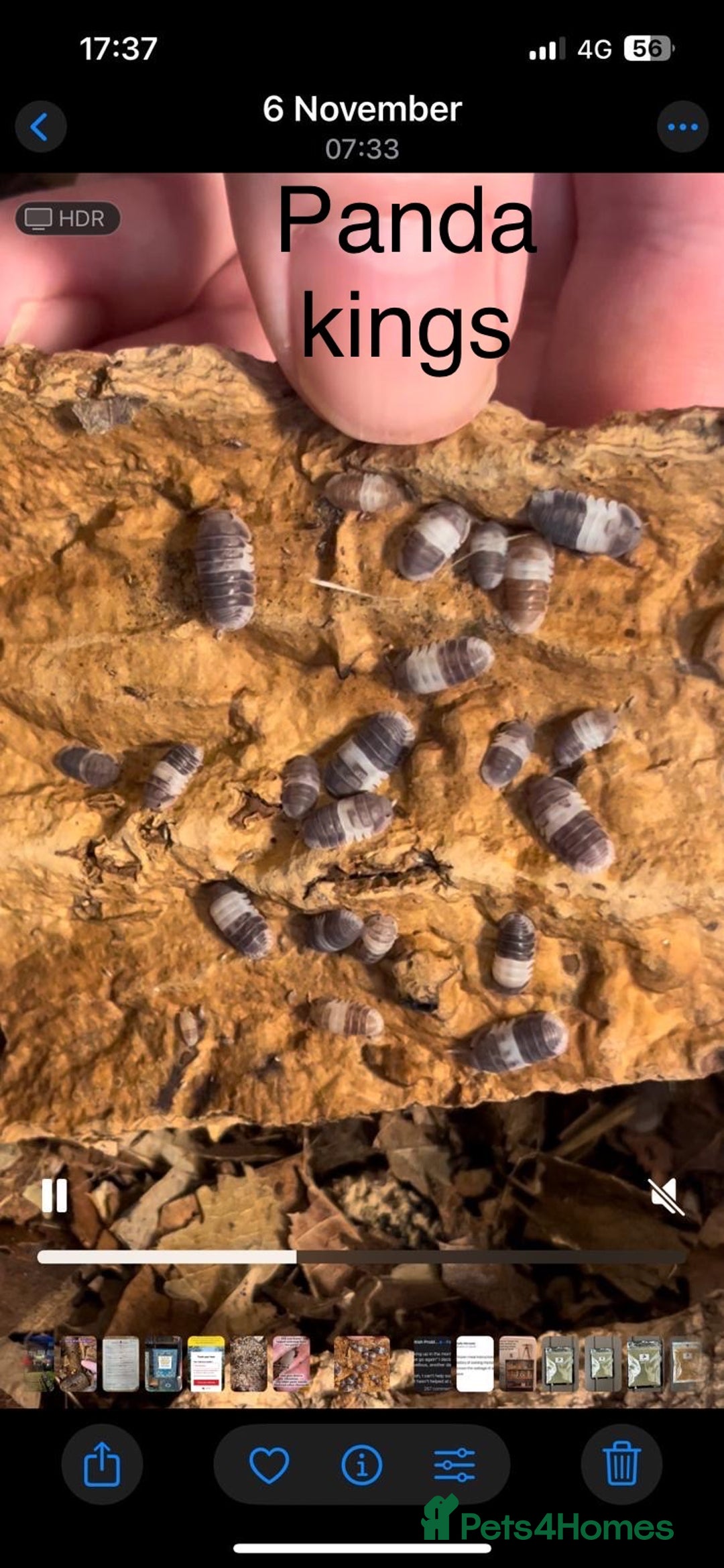 Isopods invertebrates for sale: Isopods for sale - many species available - Advert 5