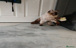 American Curl cats for sale: Two very rare and wonderful kittens for sale - Image 32