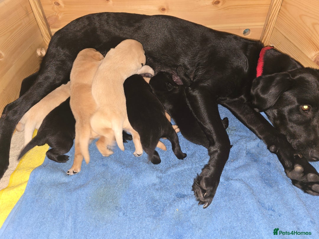 Labrador Retriever dogs for sale: Yellow and Black Labrador Puppies - Advert 4