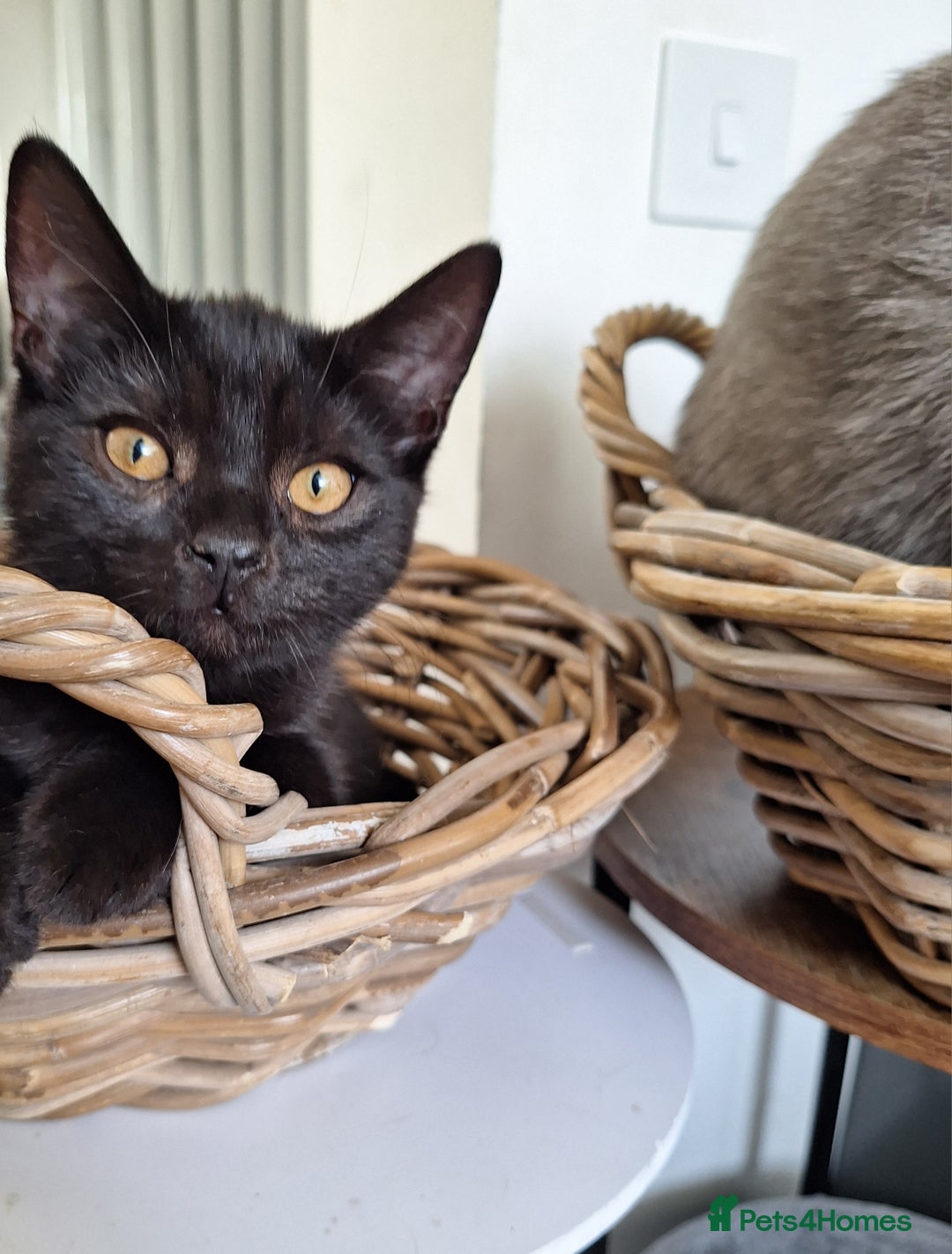 British Shorthair cats for sale: 🤎Chocolate BSH boy and girl, LONDON, READY NOW!! - Image 1