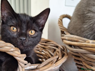 British Shorthair cats - Advert 2