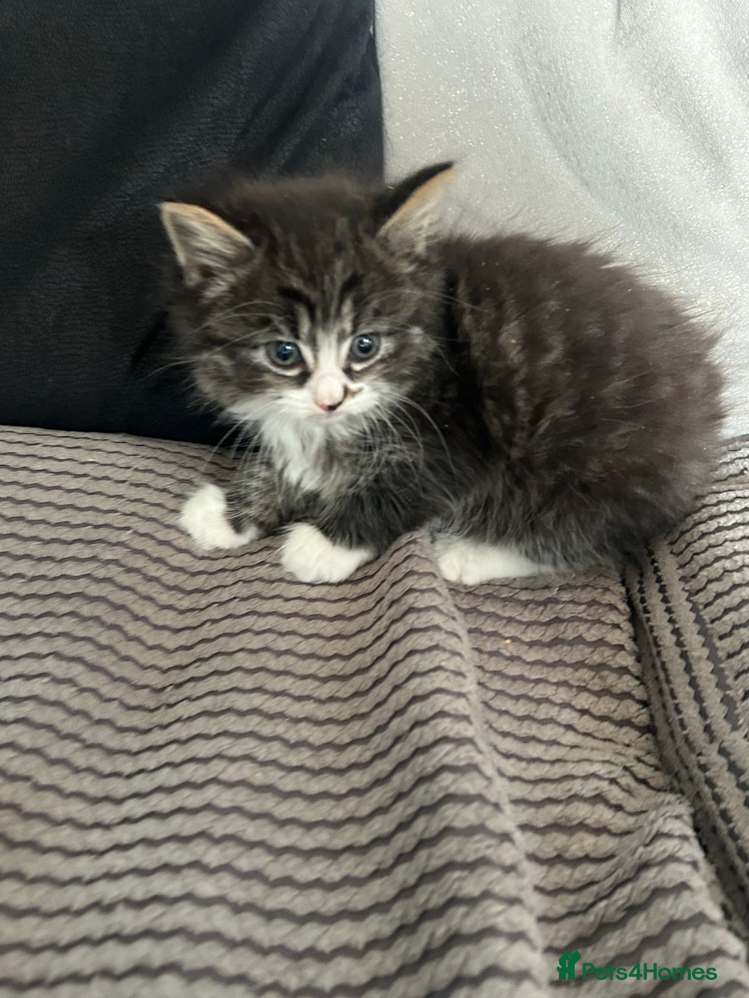 Mixed Breed cats for sale: Ragdoll x maincoon  - Advert 9