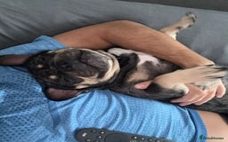 French Bulldog dogs for sale: French bulldog kc registered  - Image 6