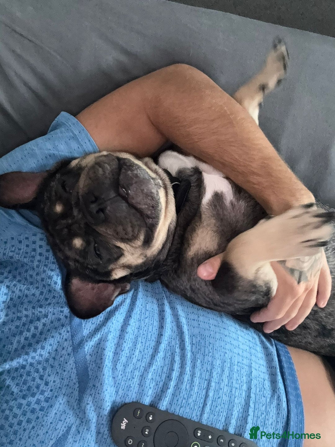French Bulldog dogs for sale: French bulldog kc registered  - Image 6