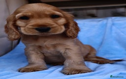 Cocker Spaniel dogs for sale: Stunning SHOW cockers READY TO LEAVE  - Image 29