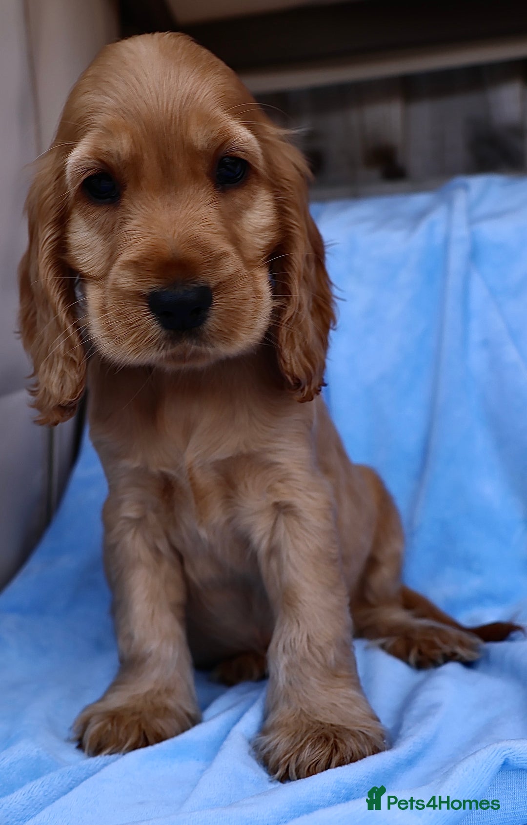 Cocker Spaniel dogs for sale: Stunning SHOW cockers READY TO LEAVE  - Image 29