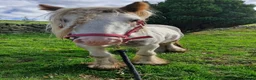 Irish Cob horses for sale: Beautifully marked red and white 4yo gelding - Advert 6
