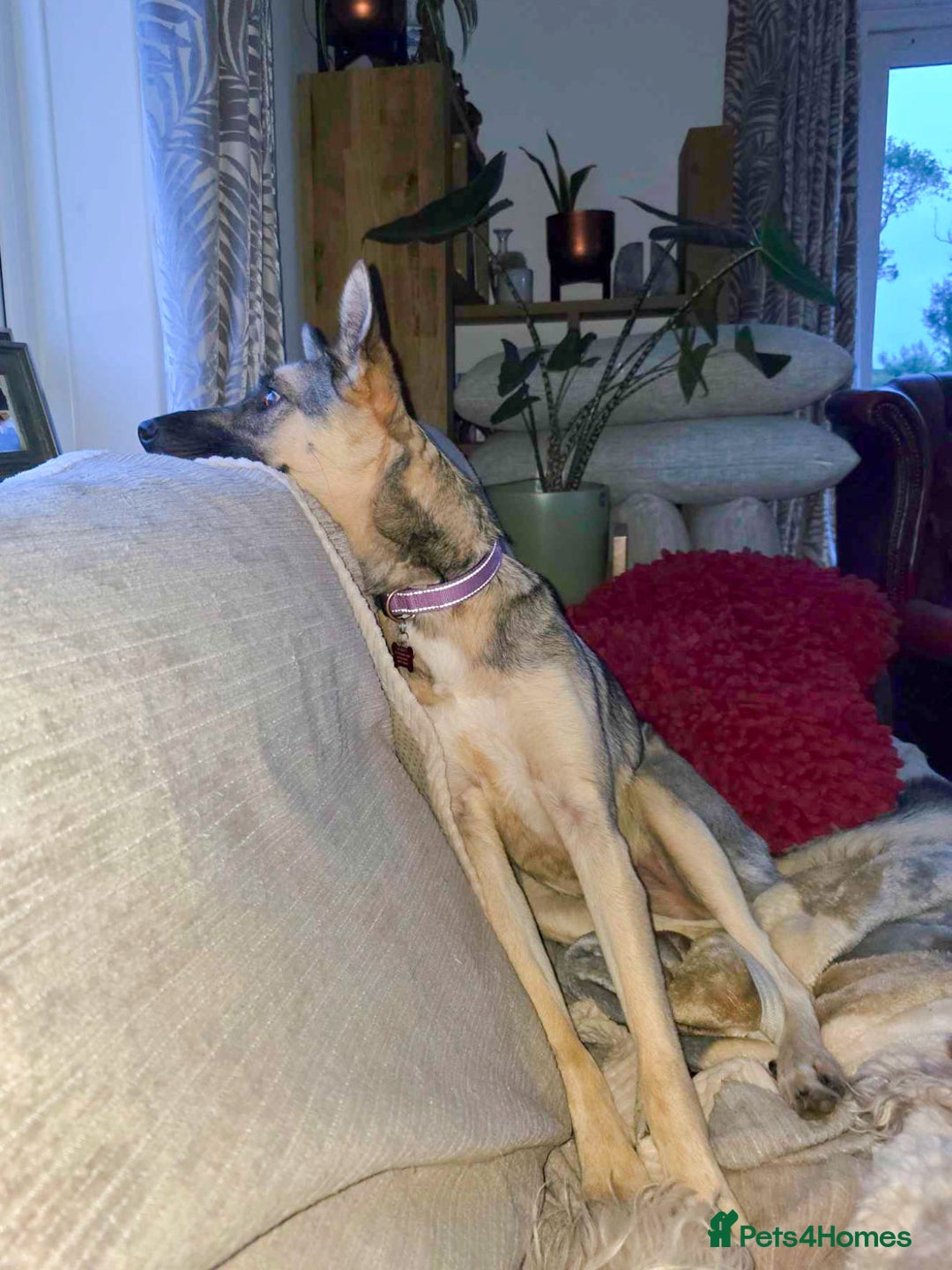 Mixed Breed dogs for adoption: FREYA - Looking for a loving, supportive home. - Image 19