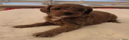Cavapoo dogs for sale: F1B HEALTH TESTED CAVAPOO PUPPIES  - Advert 8