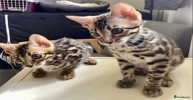 Bengal cats in Blandford Forum - Advert 11