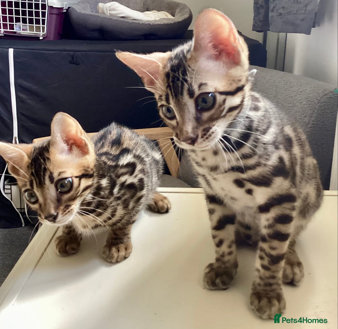 Bengal cats for sale: STUNNING TICA REG Bengal kittens READY NOW  in Blandford Forum - Image 19