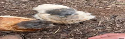 Chickens poultry for sale: Silkie Hatching Eggs - Advert 6