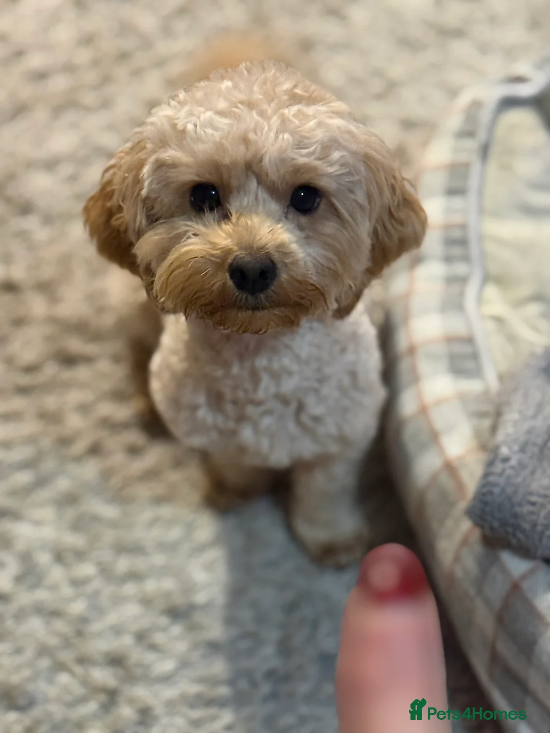 Maltipoo dogs for sale: Ready this week 🧸 - Advert 28