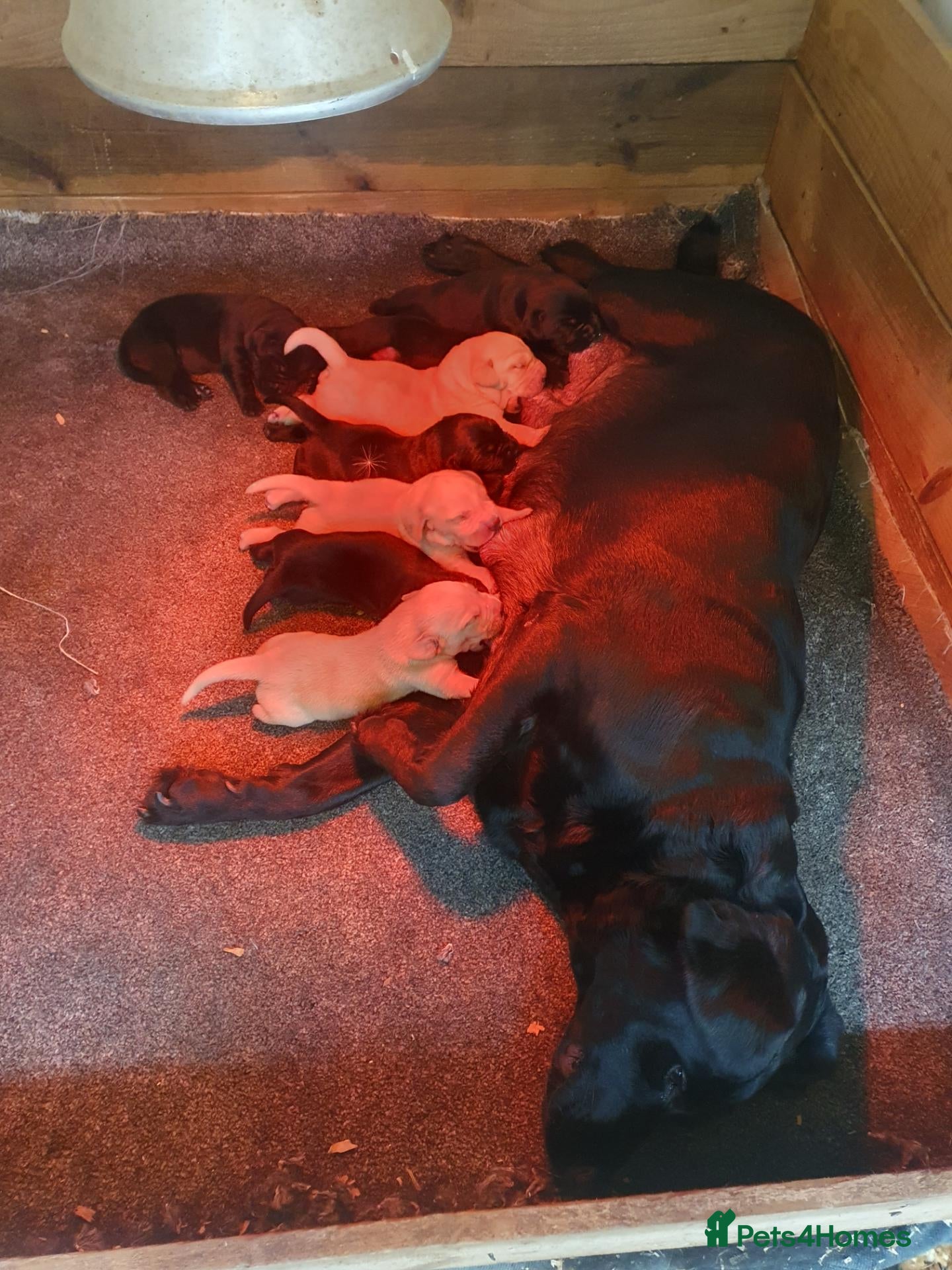 Labrador Retriever dogs Beautiful Labrador Retriever puppies  - Advert 6