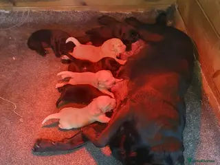 Labrador Retriever dogs Beautiful Labrador Retriever puppies - Advert 6