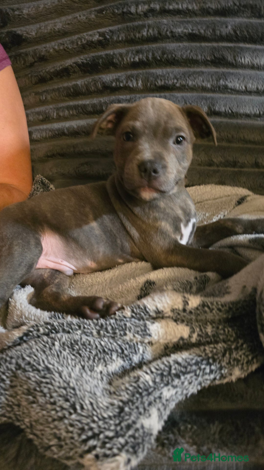 Staffordshire Bull Terrier dogs for sale: Blue staffordshire bull terrier - Advert 4