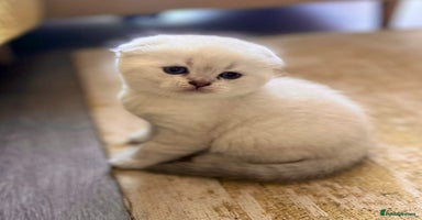 Scottish Fold cats - Advert 3
