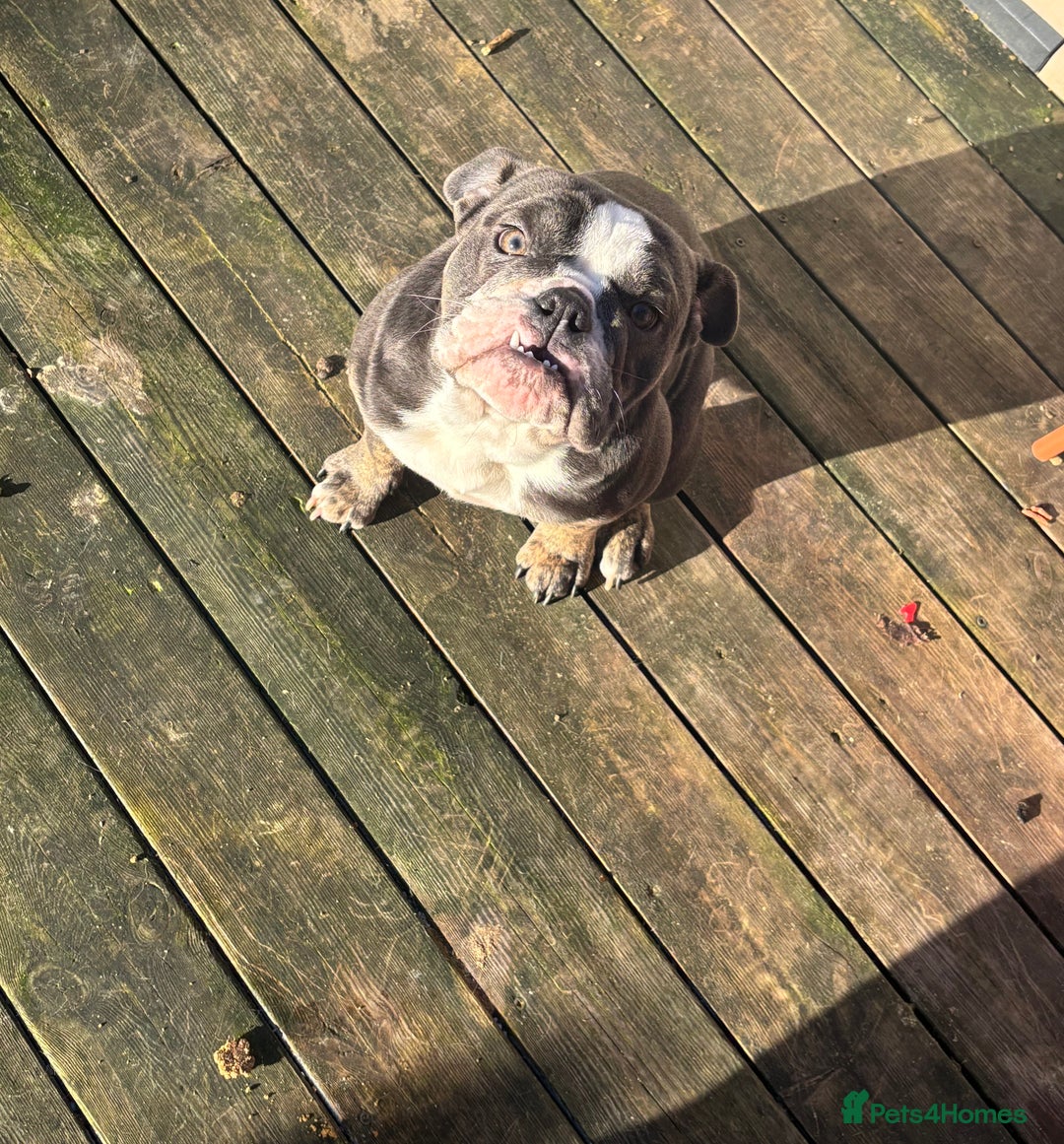 Mixed Breed dogs for sale: Olde English Dorset bulldog female  - Advert 4