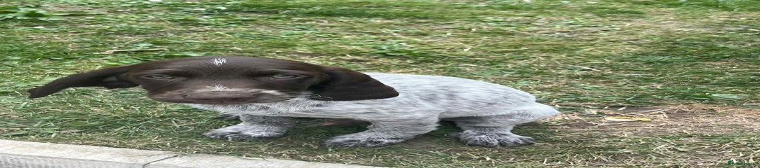 Cockapoo Puppy 1