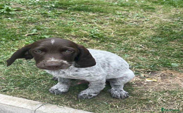 Cockapoo dogs - Advert 2
