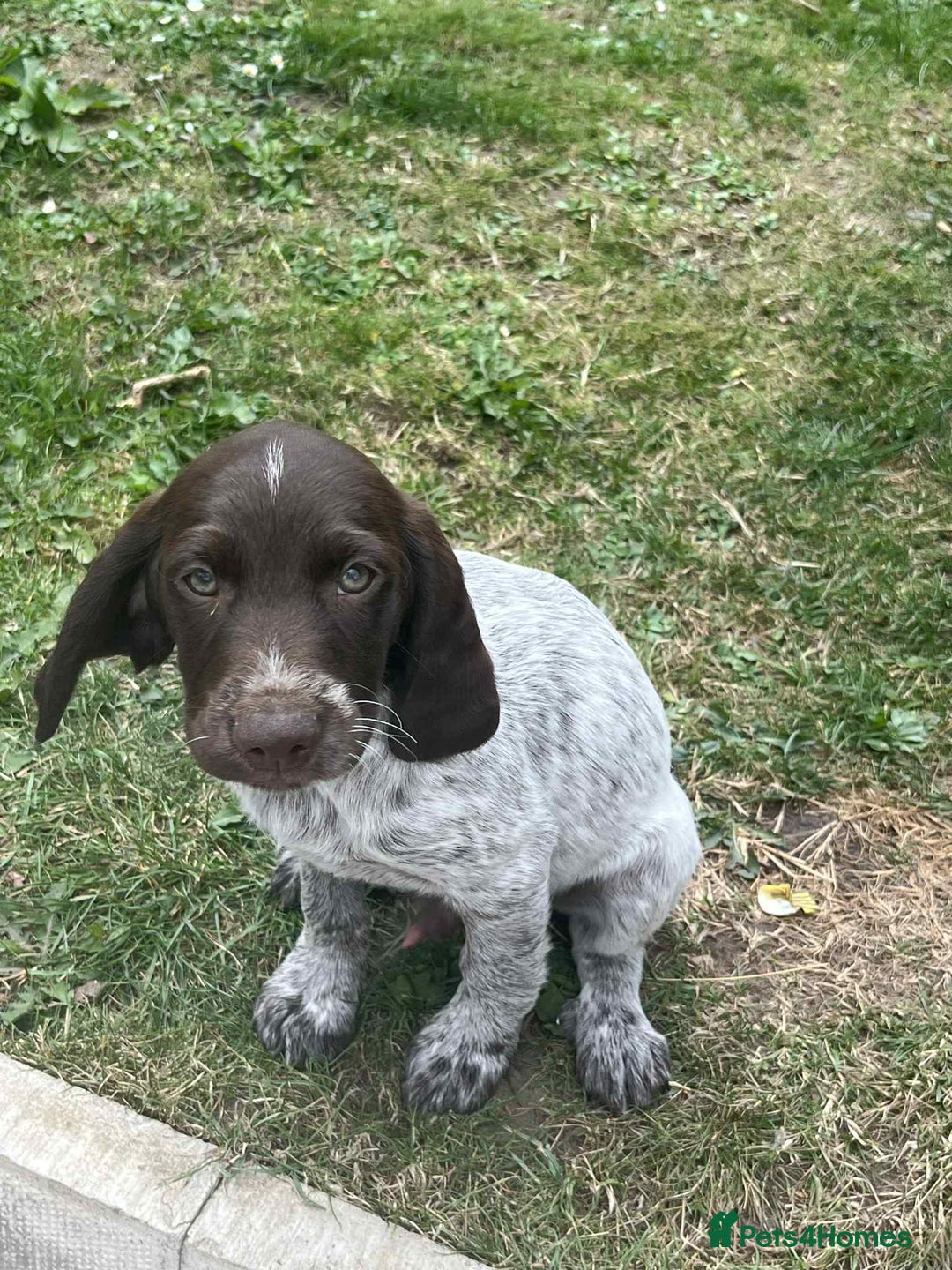 Cockapoo dogs for sale: Last 2 boys for sale both need new homes 💙 - Image 1