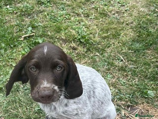 Cockapoo dogs - Advert 11