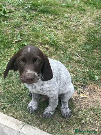 Cockapoo dogs - Advert 11