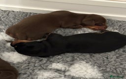 Miniature Dachshund dogs for sale: Stunning KC reg PRA clear Mini Dachshund puppies - Image 6