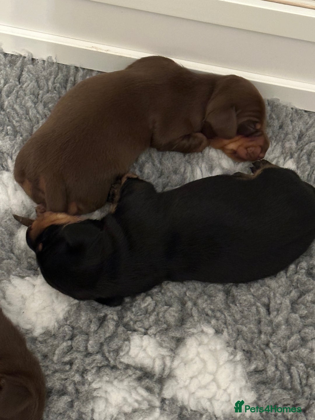Miniature Dachshund dogs for sale: Stunning KC reg PRA clear Mini Dachshund puppies - Image 6