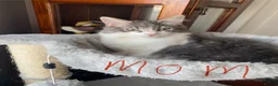 Ragdoll cats for sale: Ragdoll mixed breed kittens for sale in Thetford - Advert 23