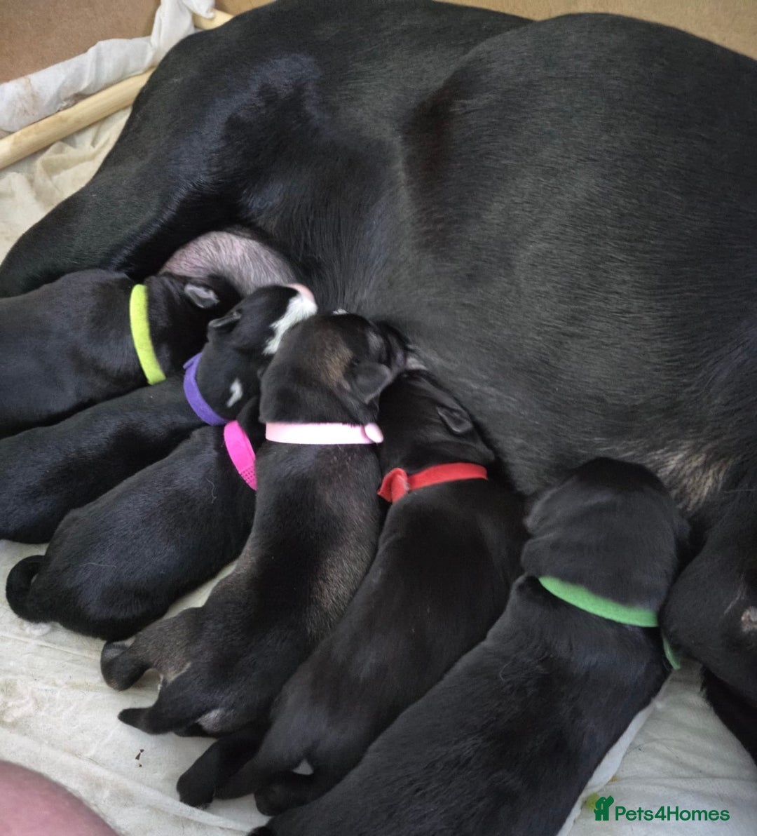 Mixed Breed dogs for sale: Siberian Retrievers-Labskys-Huskador Pups For Sale - Advert 3