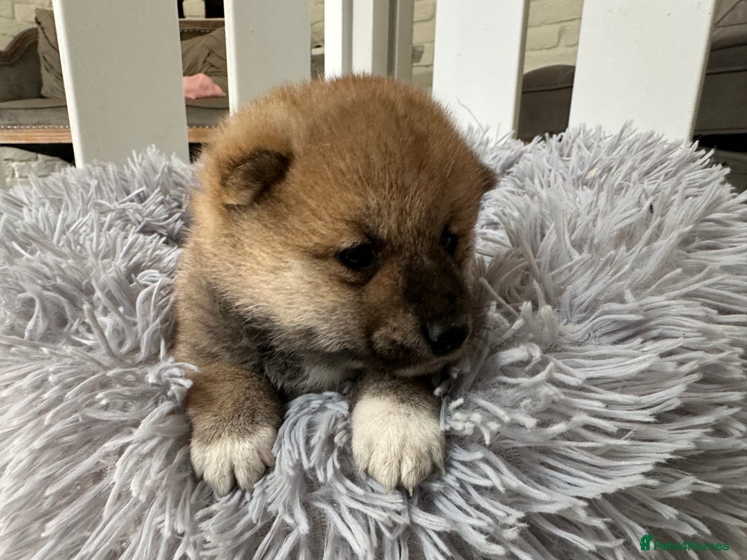 Japanese Shiba Inu dogs for sale: Japanese Shiba Inu puppies - Image 19
