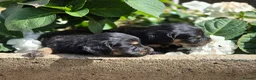 Mixed Breed dogs for sale: Dakota Sport Retriever (Special Colours) - Advert 18