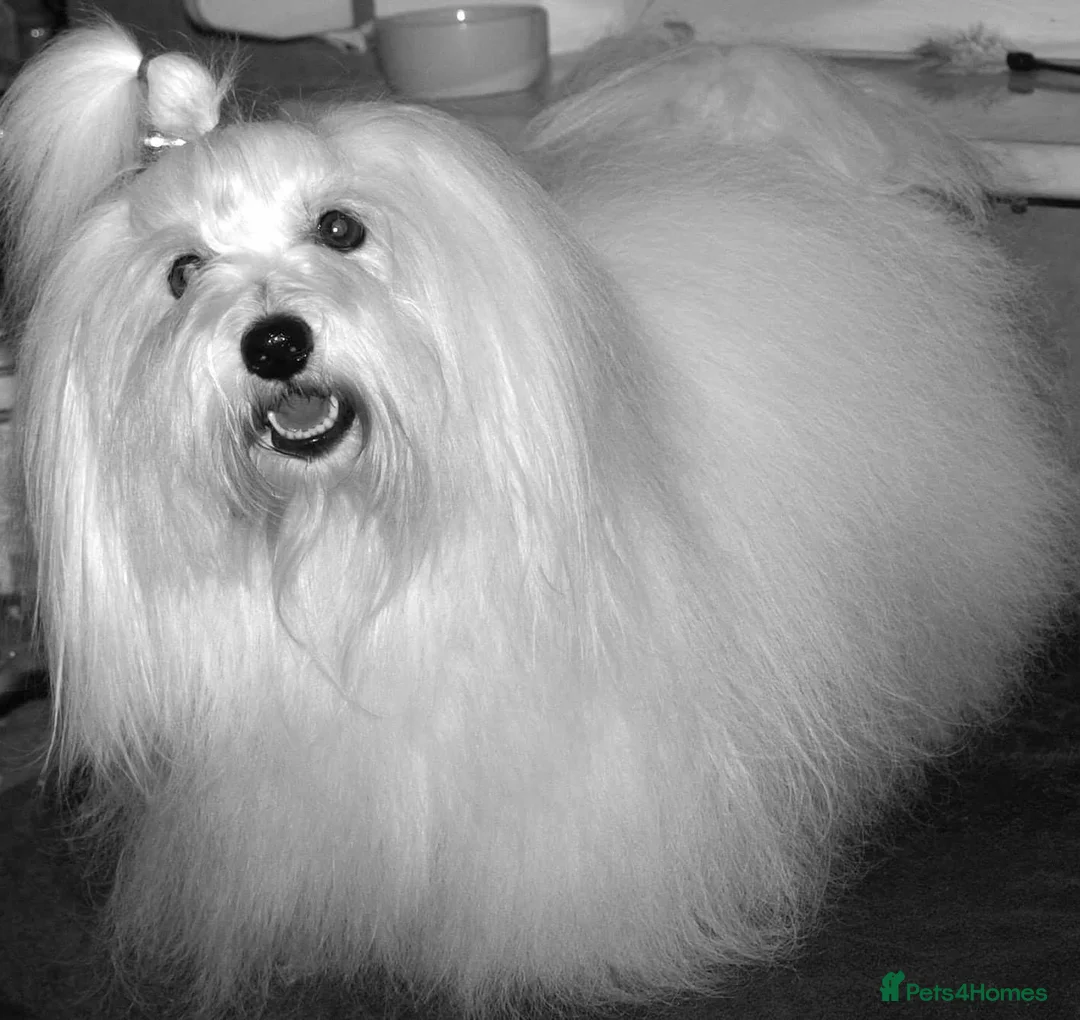 Coton De Tulear dogs for sale: K.C reg Coton de Tulear Puppies inc World Champion - Advert 37