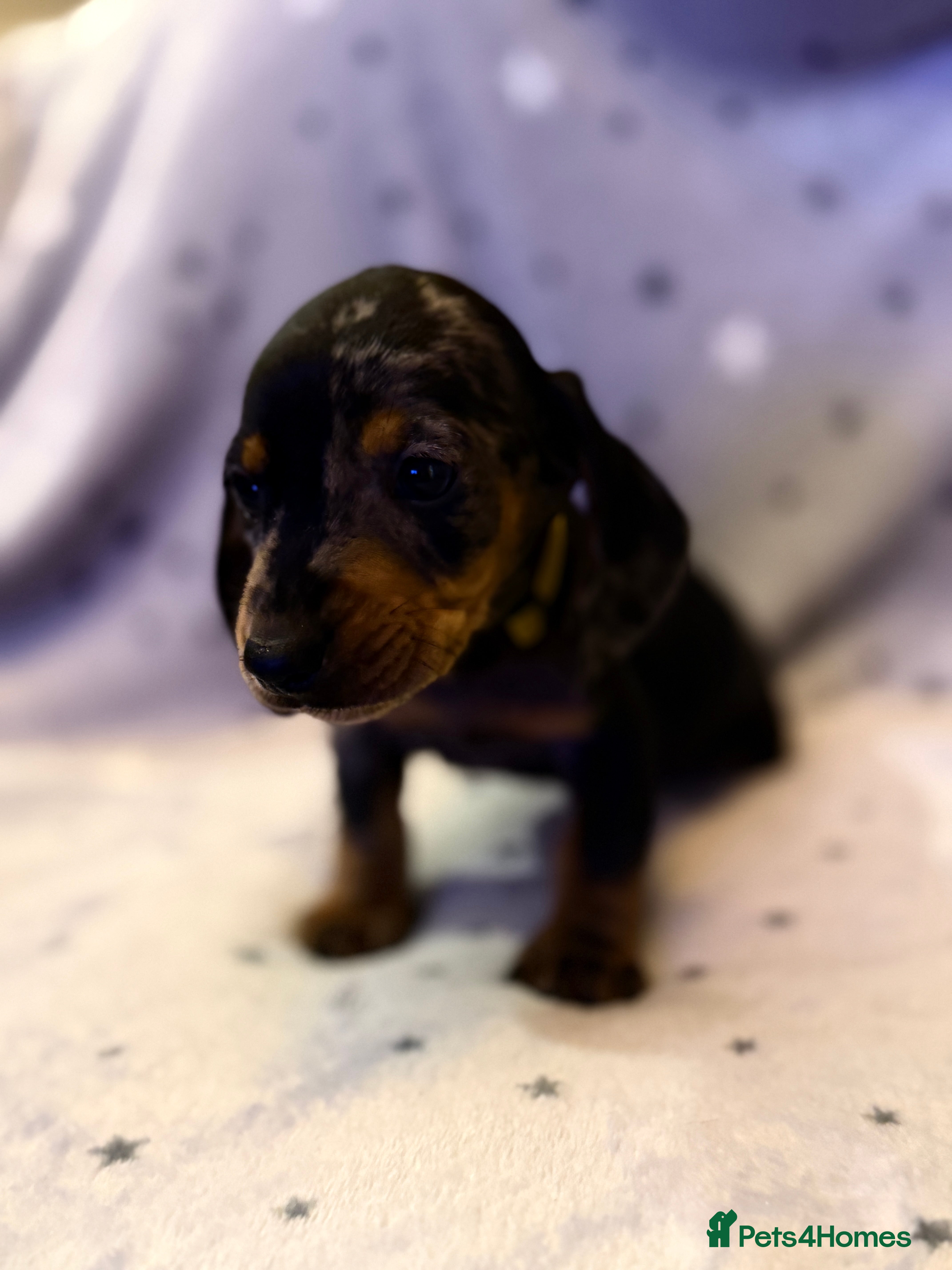 Miniature Dachshund dogs 5 gorgeous dachshund pups - Advert 3