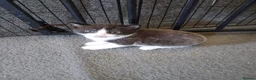 Mixed Breed cats for sale: 3 🐾 Kittens looking for their forever homes! 🐾 - Advert 2