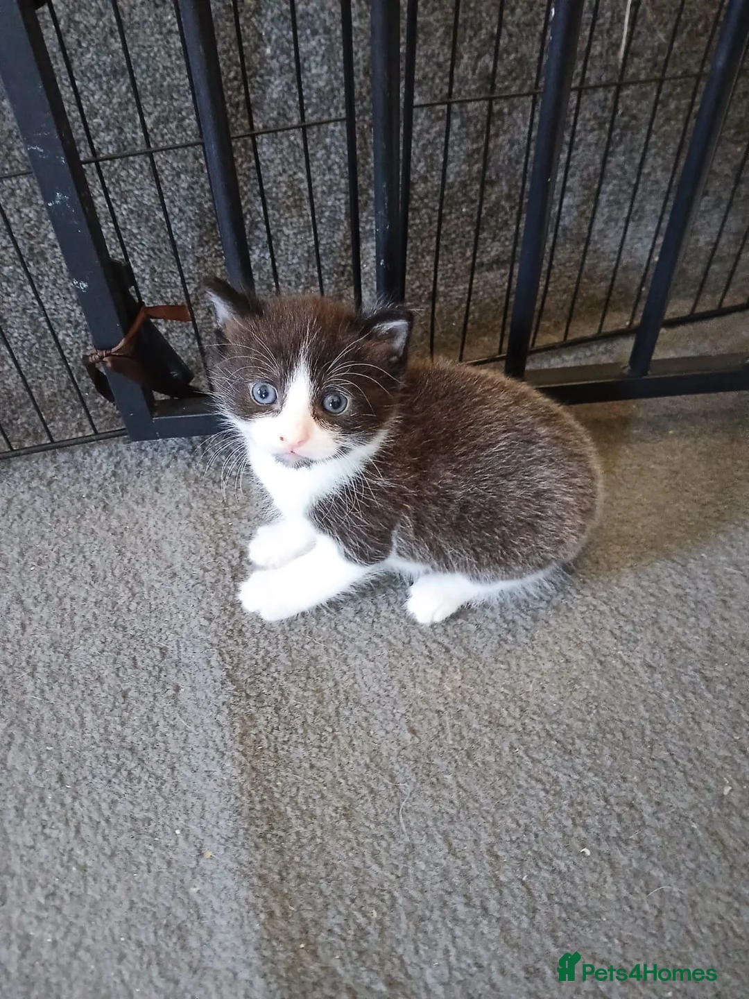 Mixed Breed cats for sale: 3 🐾 Kittens looking for their forever homes! 🐾 - Advert 2