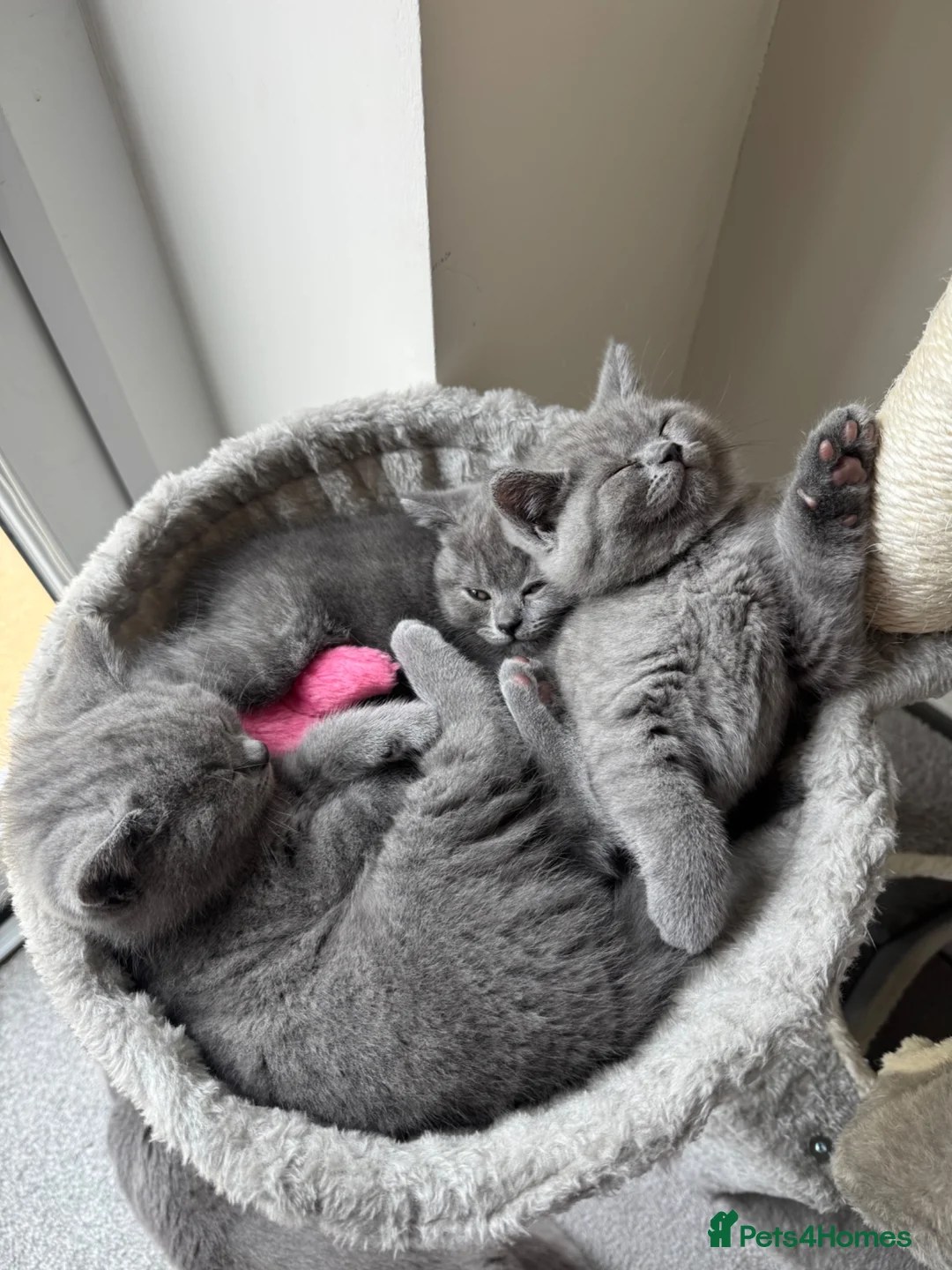 British Shorthair cats for sale: British Shorthair kittens for Sale - Advert 2