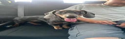 Dachshund dogs for sale: Miniature dachshund  - Advert 1