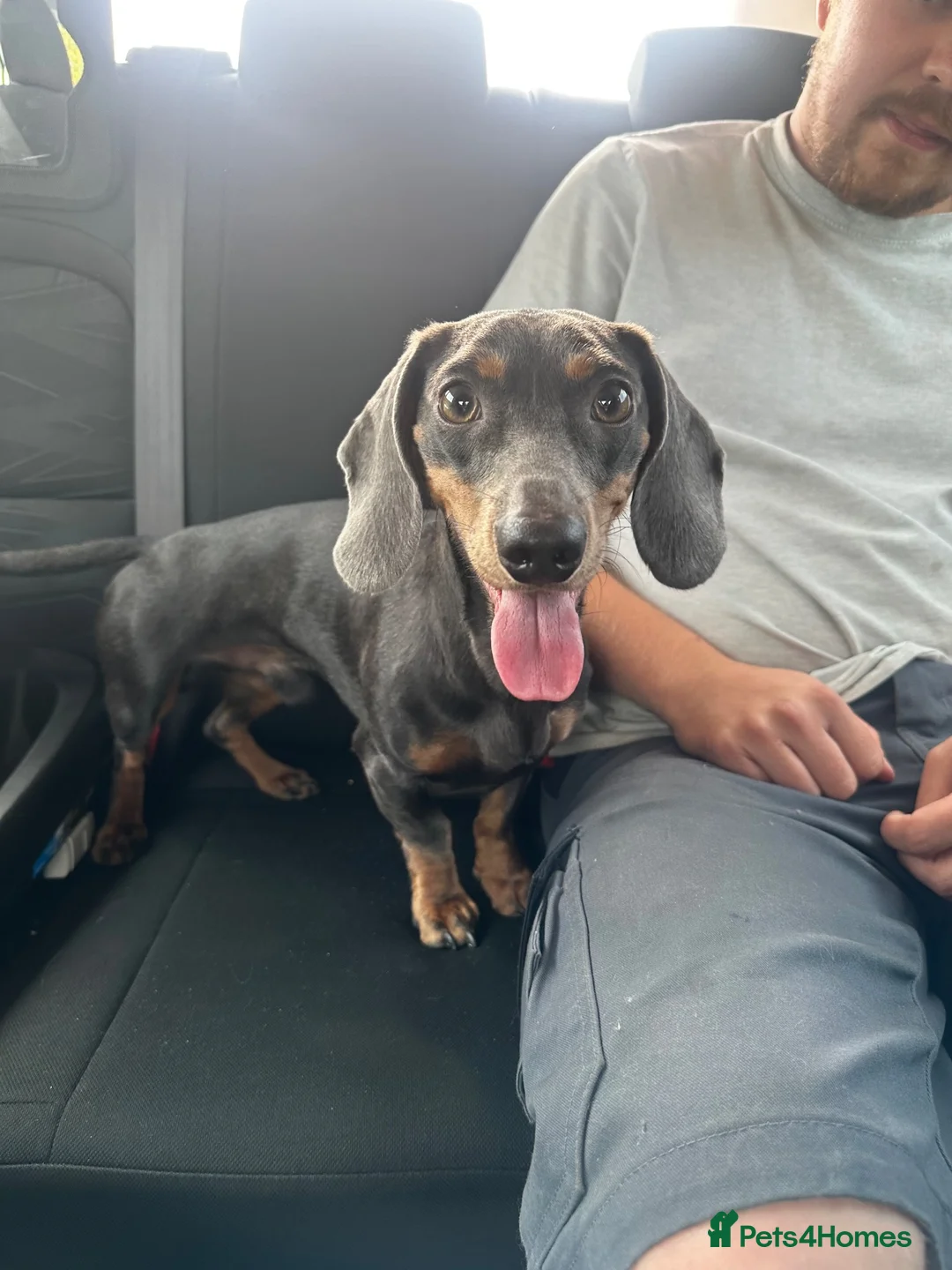 Dachshund dogs for sale: Miniature dachshund  - Advert 1