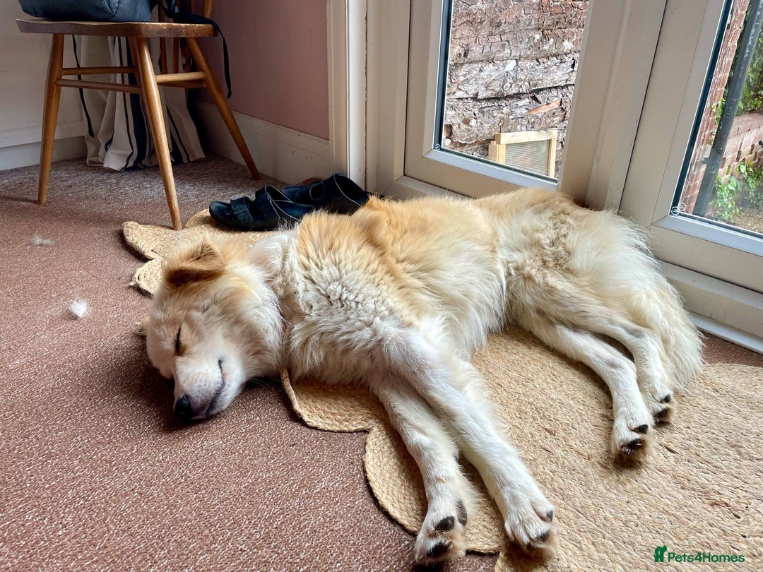 Mixed Breed dogs for adoption: 😎Zuko😎 for adoption, fostered in DONCASTER - Image 4