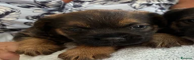 Border Terrier 2