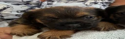 Border Terrier dogs for sale: Beautiful blue and tans Borders  in Doncaster - Advert 5