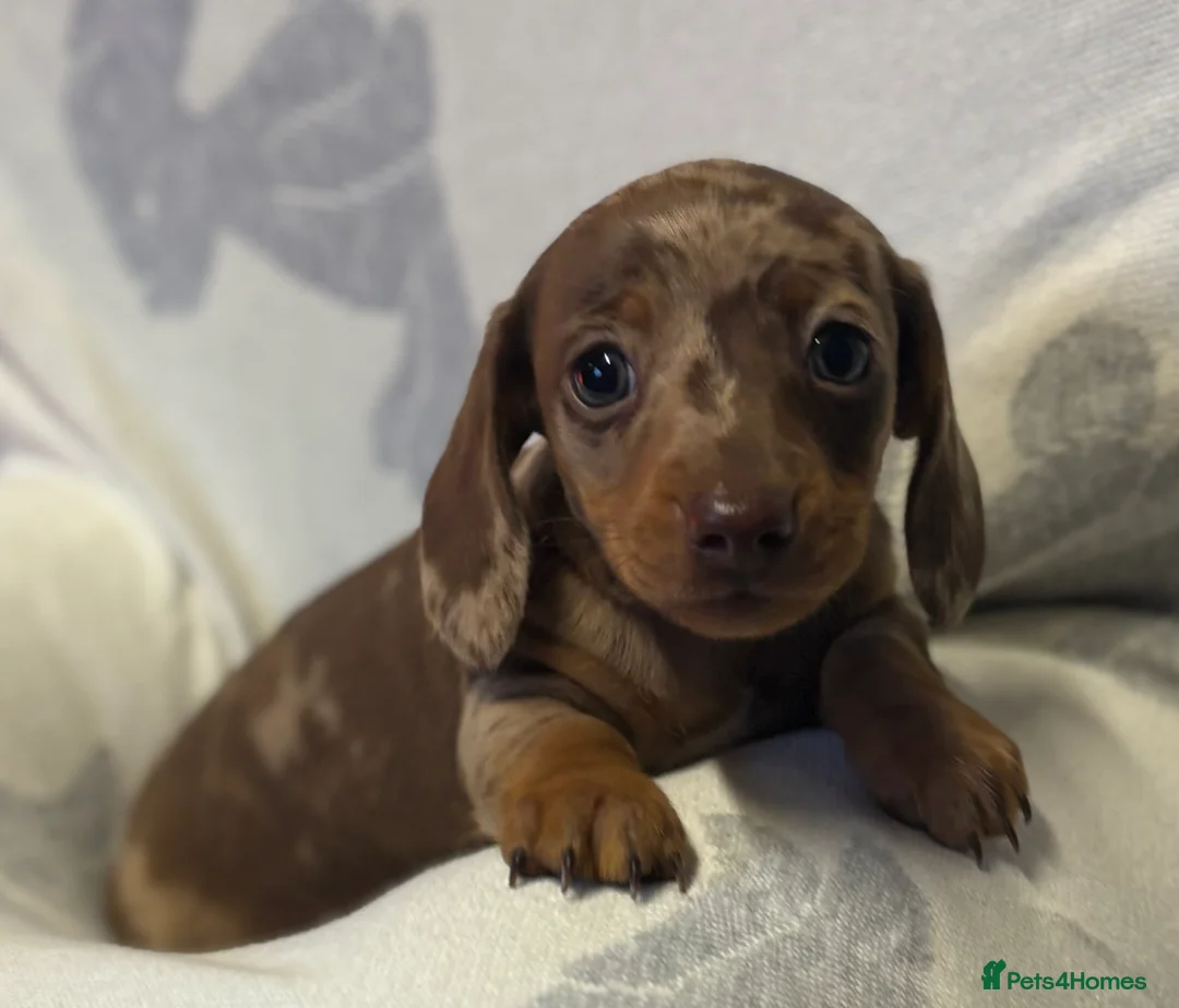 Dachshund dogs for sale: Two beautiful boys  - Advert 3