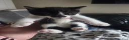 Mixed Breed cats for sale: Kittens are looking for their homes - Advert 16