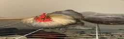 Chickens poultry for sale: Cochin Bantam - Advert 5