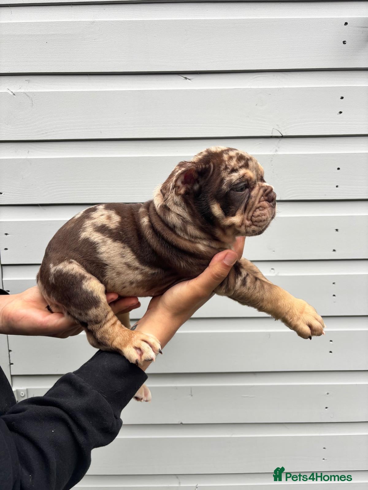 English Bulldog dogs for sale:  English Bulldogs DWKC 🧬🏆 Final reduction! - Advert 20